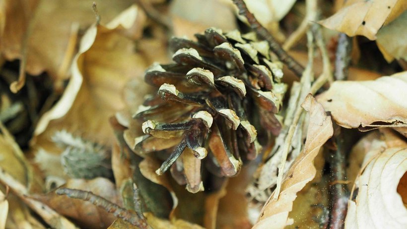 Kiefernzapfen in dürrem Laub