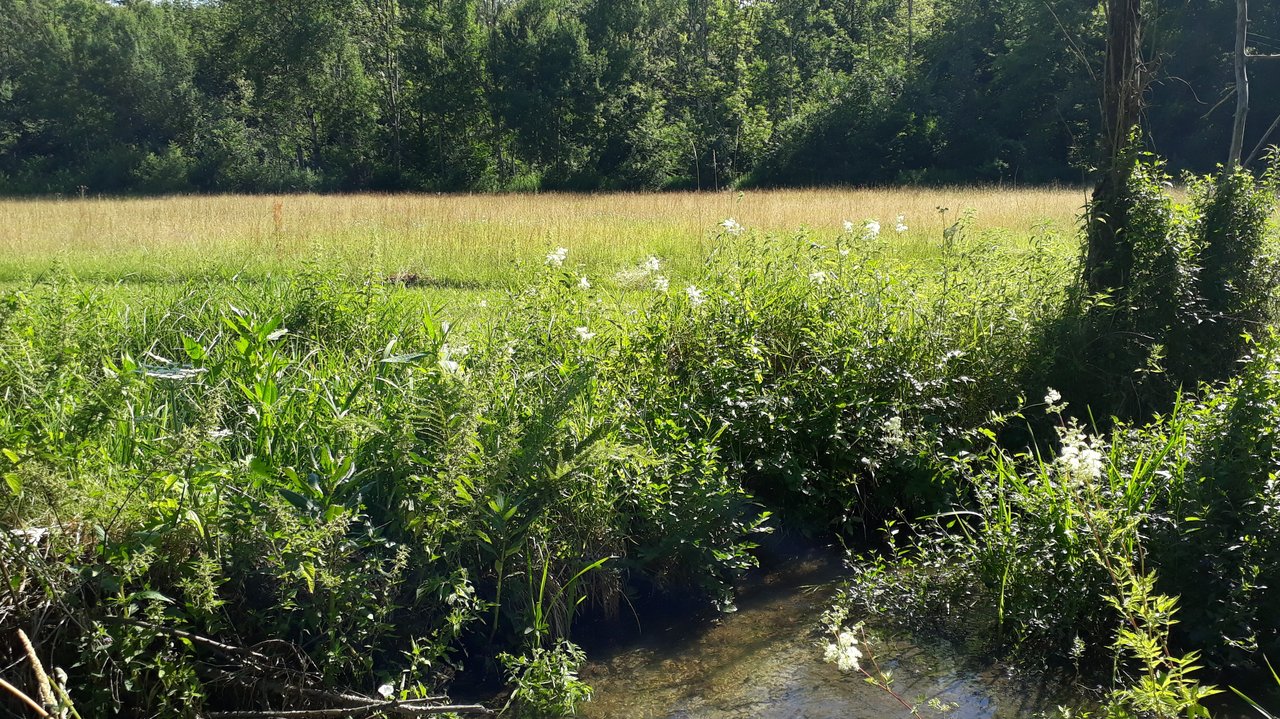 Feuchtwiese im geplanten Naturschutzgebiet Schangen-Dierloch