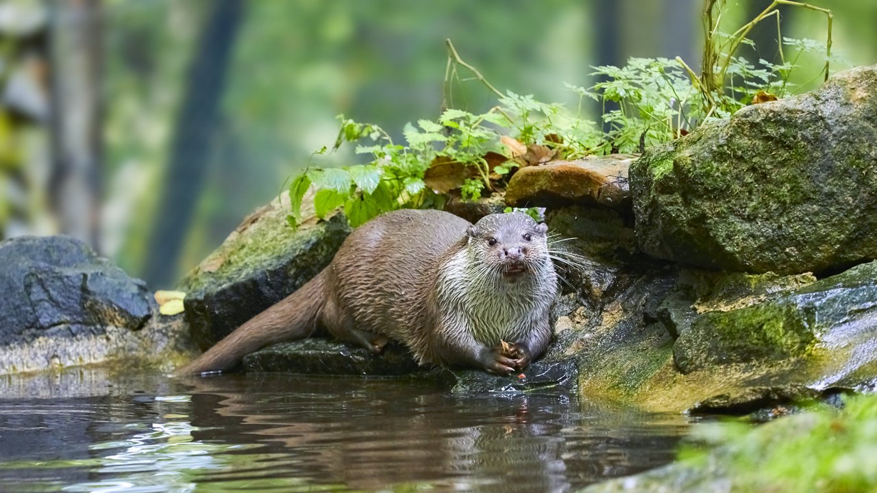 Ein Fischotter sitzt im Wasser