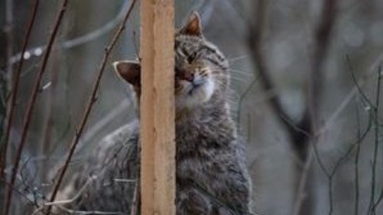 Eine Wildkatze an einem Lockstock