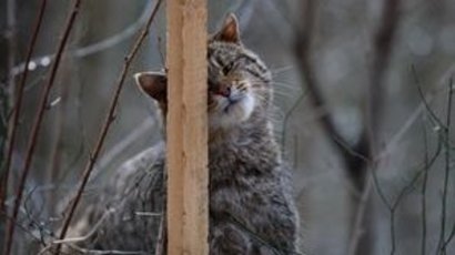 Eine Wildkatze an einem Lockstock