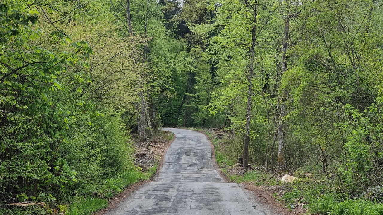 Marode Straße im Wald