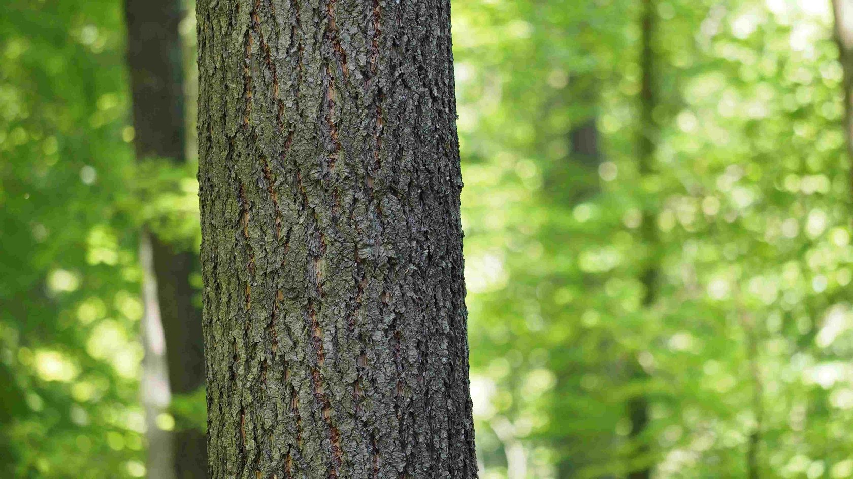 Douglasienstamm mit Laubholz im Hintergrund
