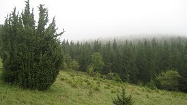 Landschaft in Prim-Albvorland