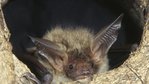 Bechsteinfledermaus