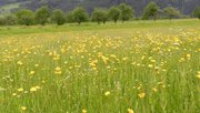 Magere-Flachlandmähwiese