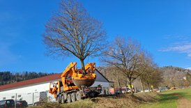 Transportfähiger Baum auf Spezialfahrzeug