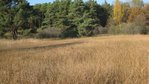 Kalkreiches Niedermoor im Naturschutzgebiet Bruckried