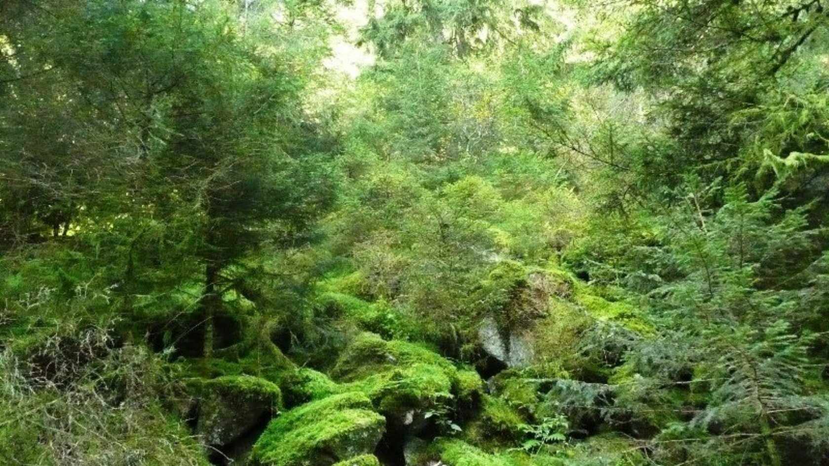 Bodensaurer Nadelwald