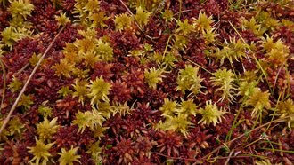 Ein Ausschnitt der Schönwälder Hochflächen