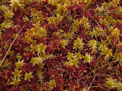 Ein Ausschnitt der Schönwälder Hochflächen