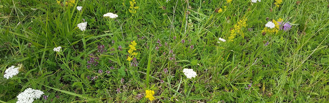 Blühende Wiese