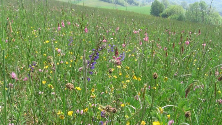 Wiesen bei Waldshut Wiesen bei Waldshut