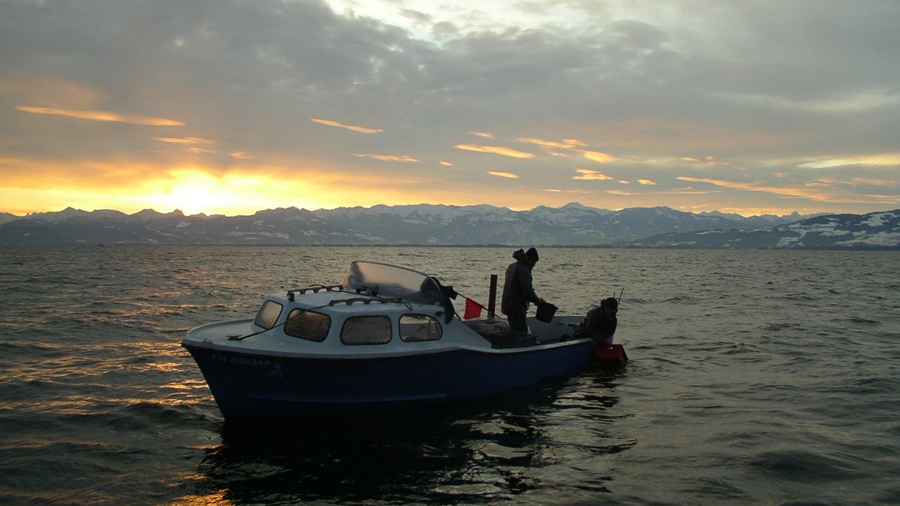 Fischer auf dem Bodensee