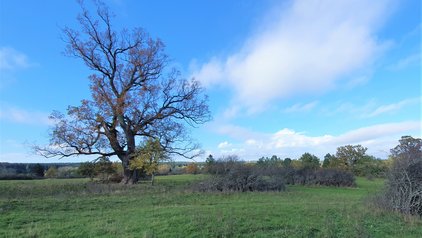 Wiese mit Baum und blauer Himmel