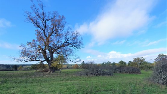 Wiese mit Baum und blauer Himmel
