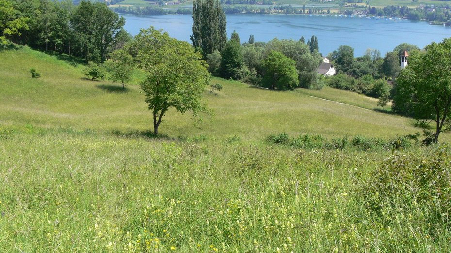 Naturschutzgebiet Kattenhorner Bühl