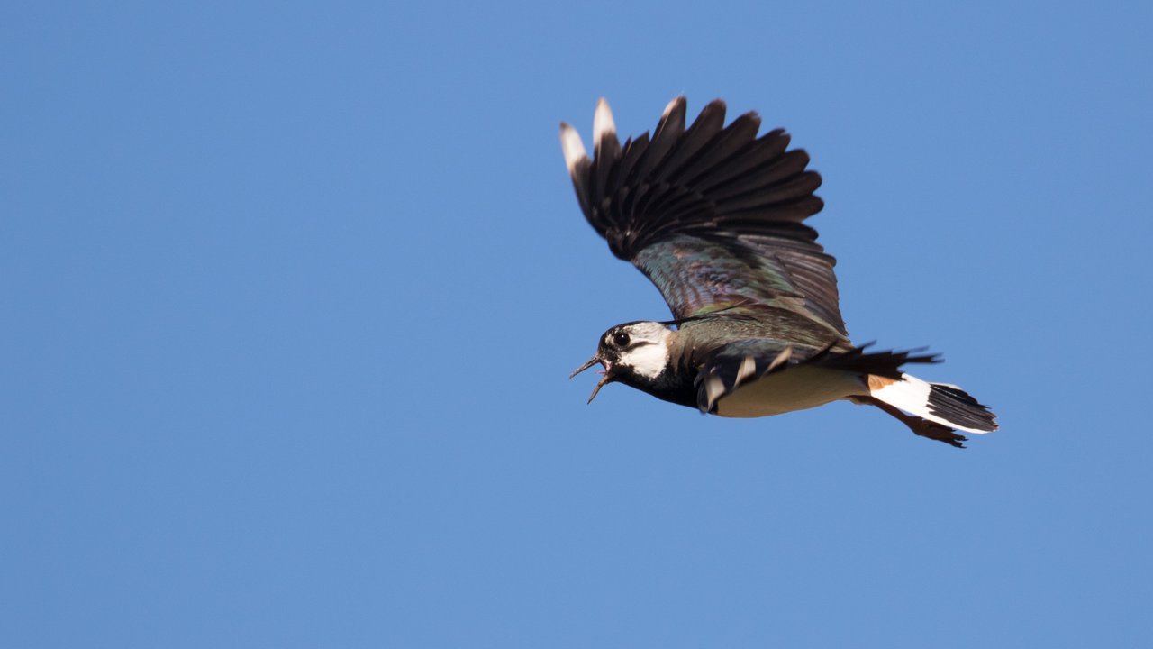 Das Foto zeigt einen Kiebitz im Flug bei blauem Himmel