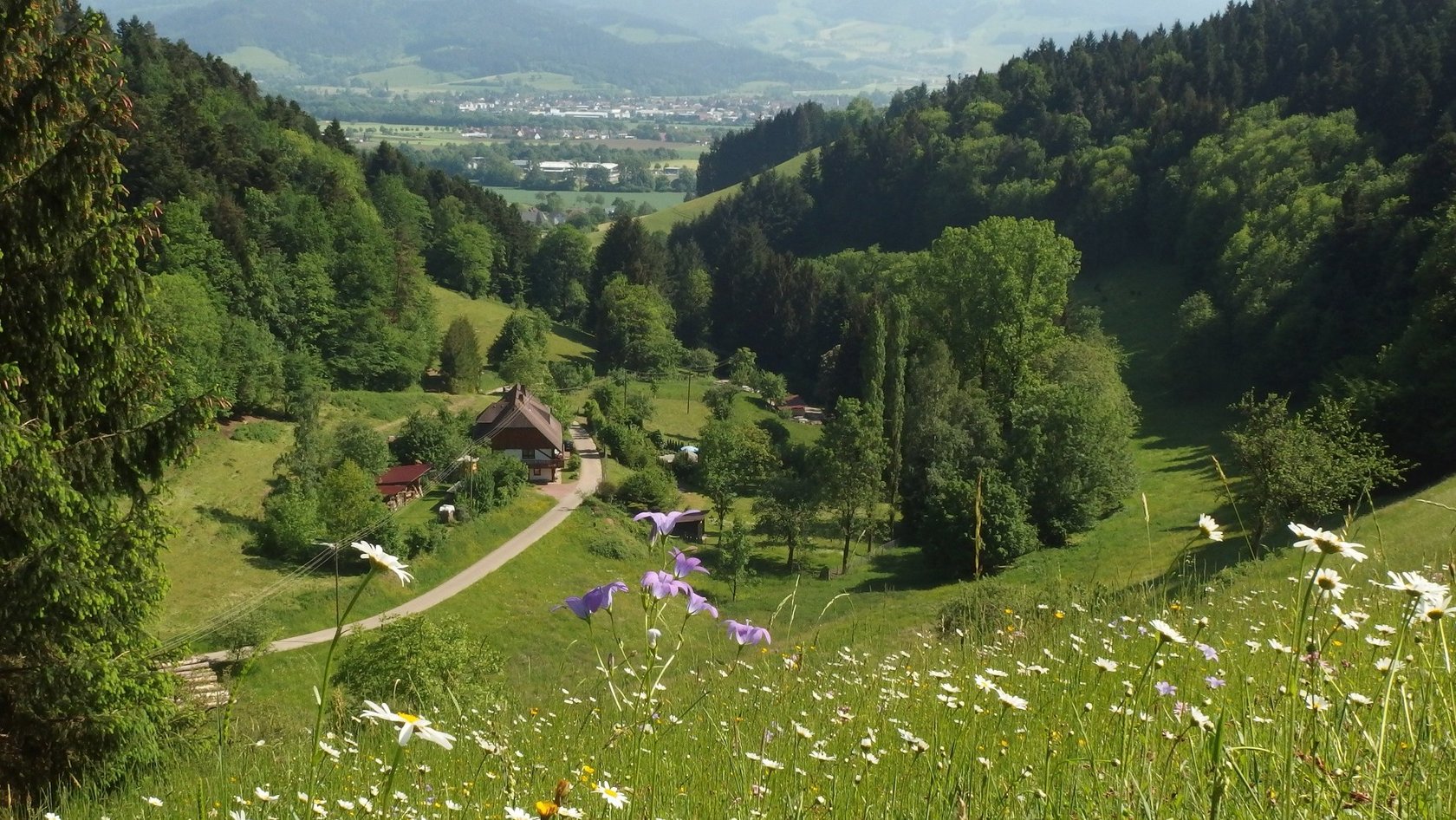 Der Kandelwald bei Stegen-Wittental
