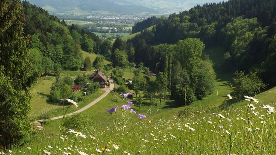 Der Kandelwald bei Stegen-Wittental