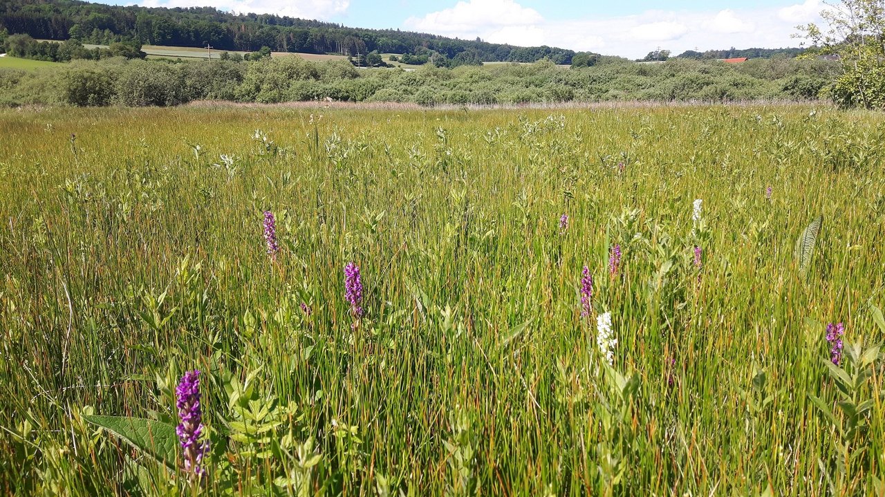 Hangquellmoor mit Orchideen im Murbacher Ried