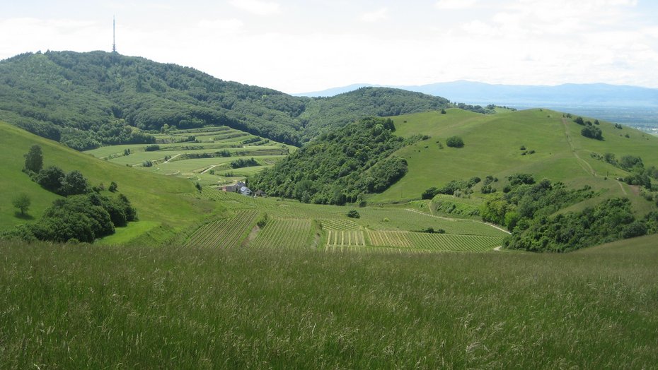 Kaiserstuhl Bild vom Kaiserstuhl