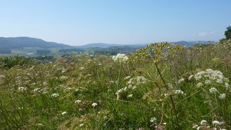 Kalk-Trockenrasen auf dem Galgenberg