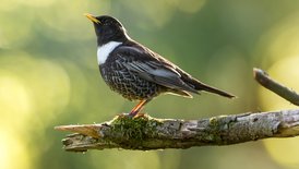 Ringdrossel sitzt auf einem Ast