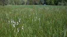 Naturschutzgebiet Stehlwiesen