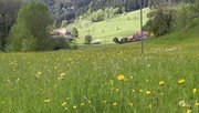 Magere Flachlandmähwiese2