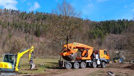 Rückwärtseinrangieren mit altem Baum am neuen Standort zwischen Neckar und Austraße