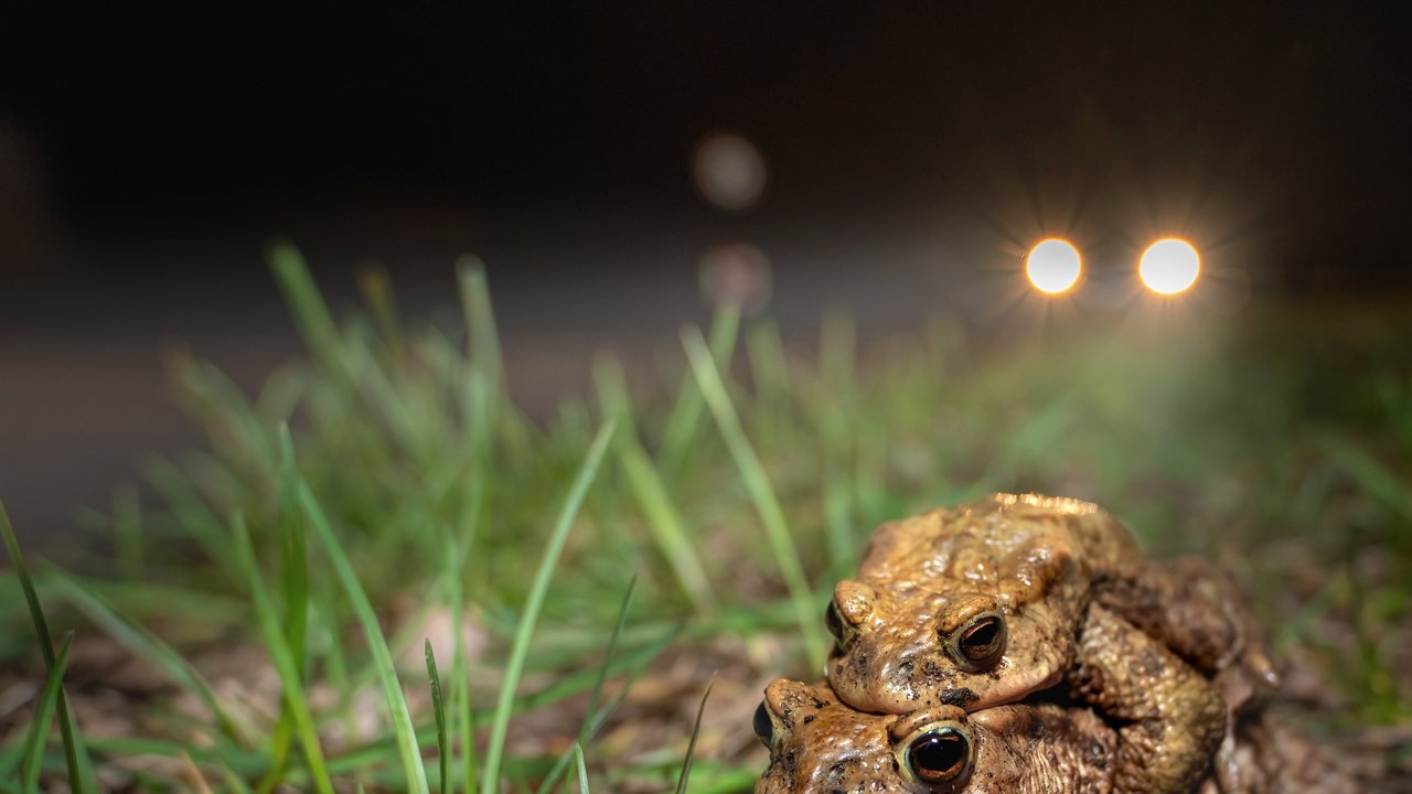 Kröten sitzen aufeinander im Gras