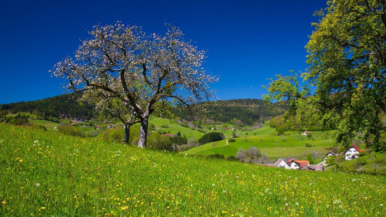 Blühender Obstbaum auf einer Wiese im Schwarzwald