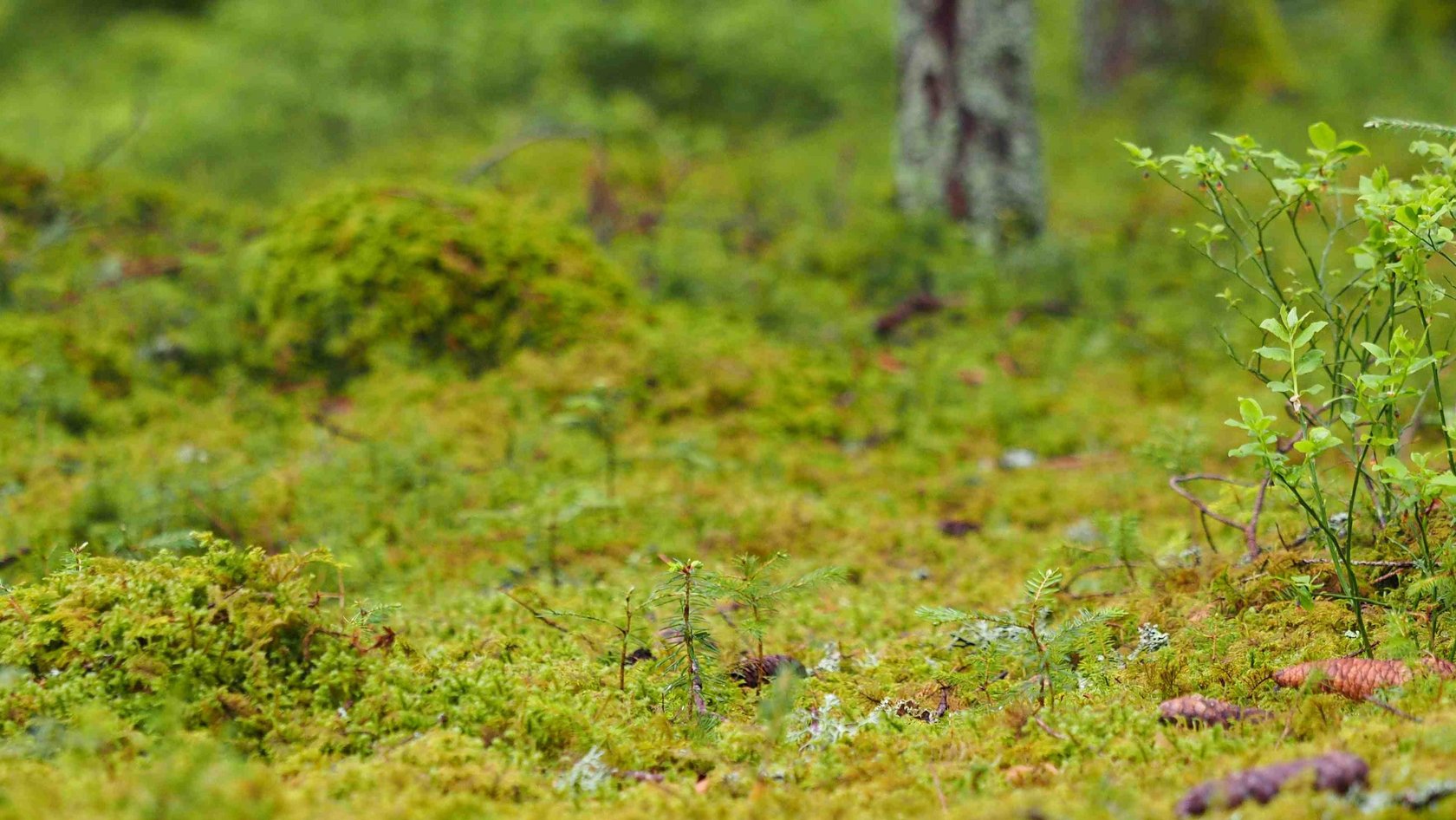 Moos- und Krautbewuchs auf Waldboden