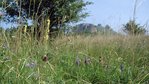 Artenreiche Flachland-Mähwiese