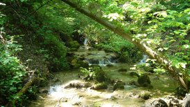 Wald und Feuchtgebiet