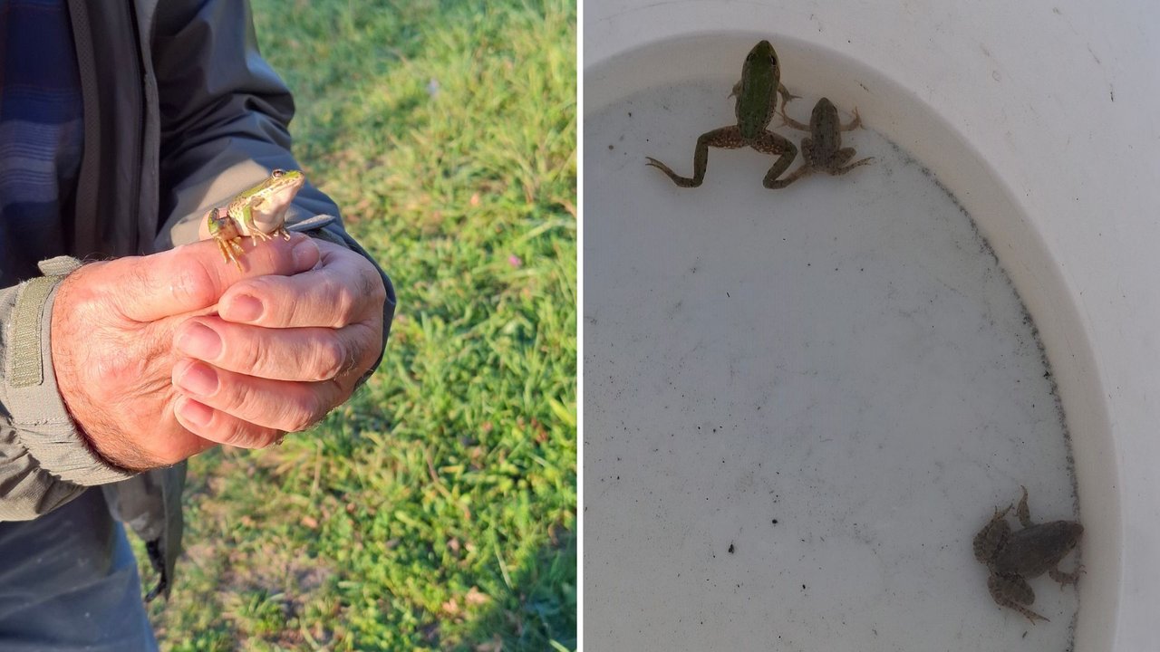Grünfrosch