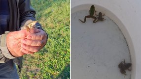 Grünfrosch