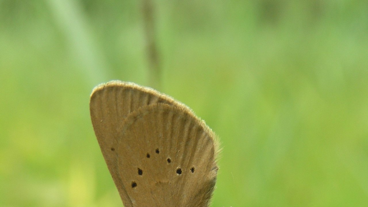 Schmetterling auf einer Blume
