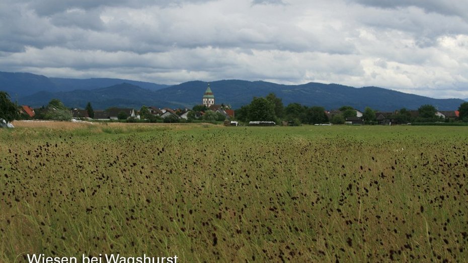 Wiesen bei Wagsthurst Wiesen bei Wagsthurst