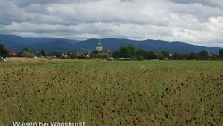 Wiesen bei Wagsthurst