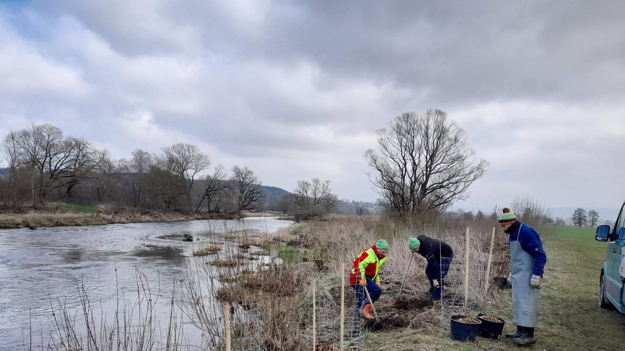 Bäume werden an der Oberen Donau gepflanzt
