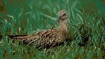 Brachvogel Brachvogel
