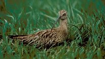 Brachvogel Brachvogel