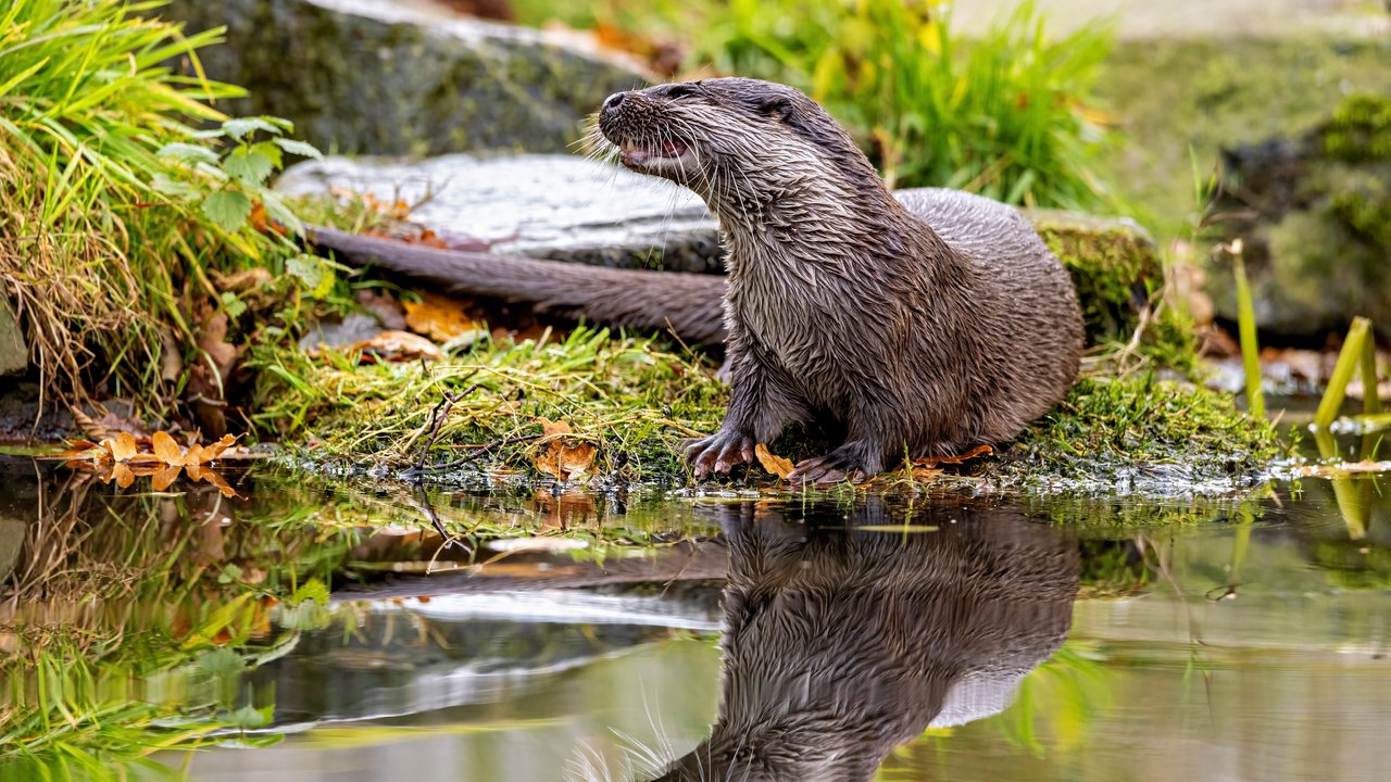 Fischotter am See auf der Suche nach Futter