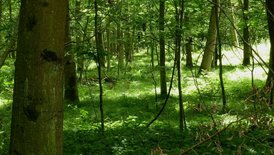 Waldbereich Gottswald