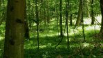 Waldbereich Gottswald Waldbereich Gottswald