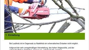 Deckblatt-Merkblatt-Entastung Entasten eines Baumes