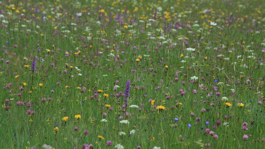 Orchideenreiche Bergmähwiese