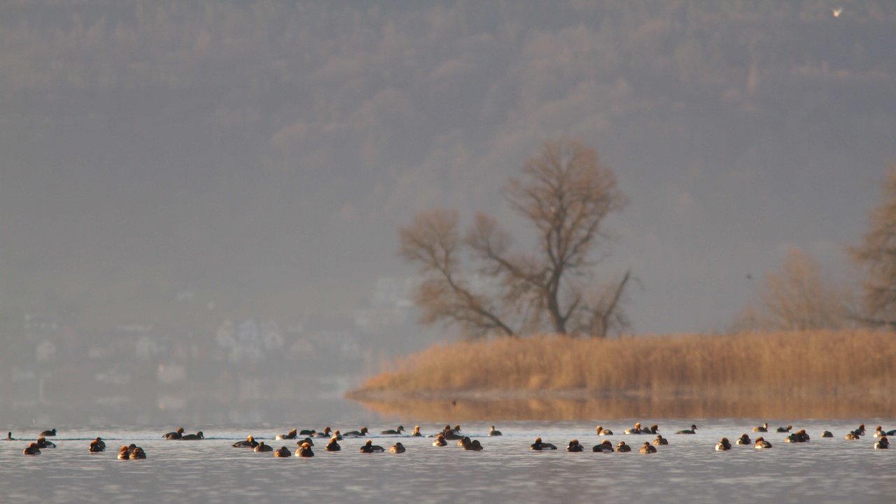 Kolbenenten auf dem Bodensee